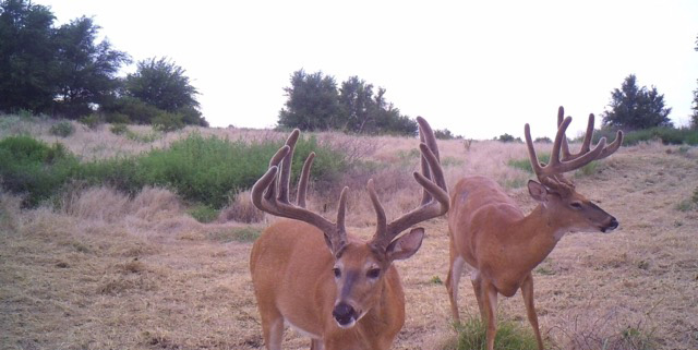 Deer Trail Camera in KS