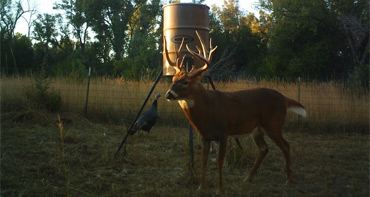 Whitetail Deer Hunting in Kansas