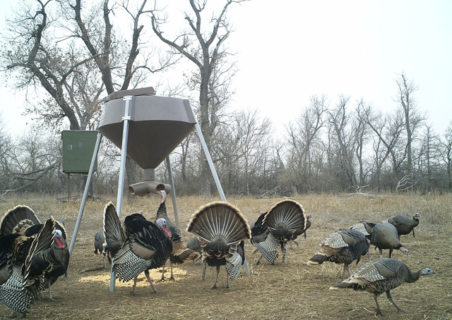 turkey hunt in KS