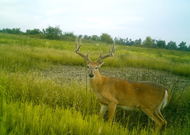 Deer Hunt