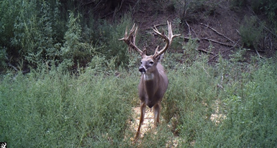 Whitetail Deer Hunt in Kansas